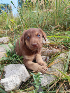 Foto №2 zu Ankündigung № 174486 zu verkaufen mischlingshund - einkaufen Weißrussland quotient 	ankündigung