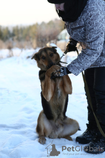 Foto №2 zu Ankündigung № 8315 zu verkaufen mischlingshund - einkaufen Russische Föderation aus dem tierheim