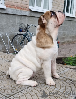 Foto №4. Ich werde verkaufen englische bulldogge in der Stadt Sumy. züchter - preis - 1000€