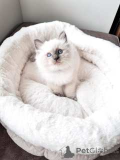 Foto №2 zu Ankündigung № 169403 zu verkaufen ragdoll-katze - einkaufen Deutschland züchter