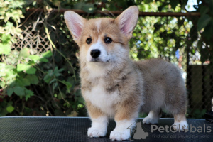 Foto №2 zu Ankündigung № 121536 zu verkaufen welsh corgi - einkaufen Russische Föderation vom kindergarten, züchter
