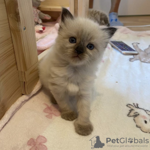 Foto №4. Ich werde verkaufen ragdoll-katze in der Stadt München.  - preis - 241€