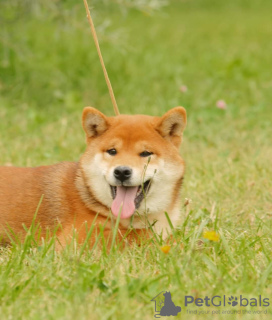 Foto №4. Ich werde verkaufen shiba in der Stadt Riga.  - preis - verhandelt