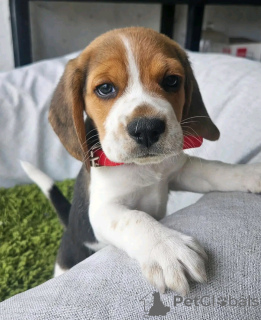 Foto №2 zu Ankündigung № 137155 zu verkaufen beagle - einkaufen Deutschland züchter