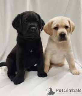 Foto №1. labrador retriever - zum Verkauf in der Stadt Helsinki | 900€ | Ankündigung № 169375