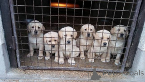 Foto №2 zu Ankündigung № 150725 zu verkaufen labrador retriever - einkaufen Serbien 