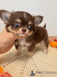 Foto №2 zu Ankündigung № 176131 zu verkaufen chihuahua - einkaufen Griechenland züchter