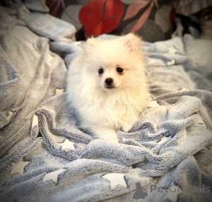 Foto №3. Pommerianische Spitz Girl. Weißrussland