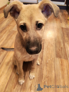 Foto №4. Ich werde verkaufen mischlingshund in der Stadt Lipezk. quotient 	ankündigung - preis - Frei