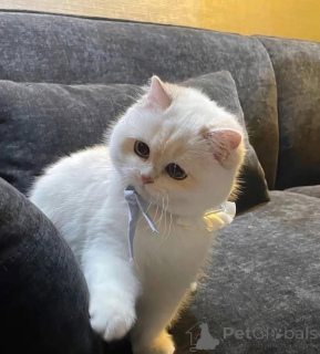 Foto №2 zu Ankündigung № 161689 zu verkaufen  - einkaufen Kanada 