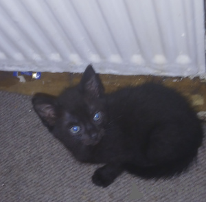 Foto №4. Ich werde verkaufen britisch kurzhaar in der Stadt Stevenage.  - preis - verhandelt