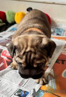 Foto №3. Upeita terveitä englanninbulldogin pentuja. Finnland