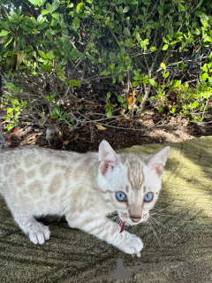 Foto №1. bengal katzenrasse - zum Verkauf in der Stadt Frankfurt | 750€ | Ankündigung № 152535