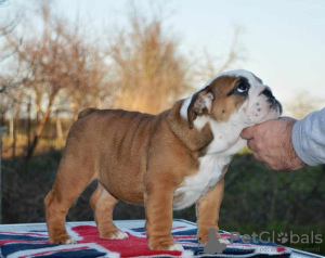 Foto №3. Englische Bulldogge. Serbien