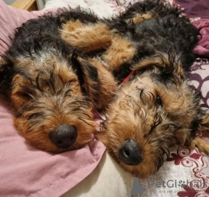 Foto №1. airedale terrier - zum Verkauf in der Stadt Düsseldorf | 490€ | Ankündigung № 123136