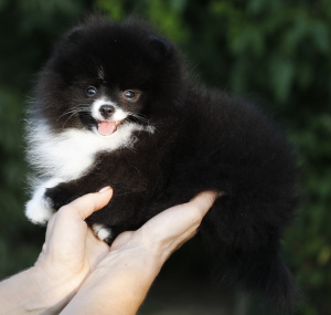 Foto №3. sehr sehr kleines Mädchen Pomeranian. Russische Föderation