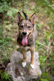 Foto №3. Flash Young Chocolate Hurricane sucht eine Familie.. Russische Föderation