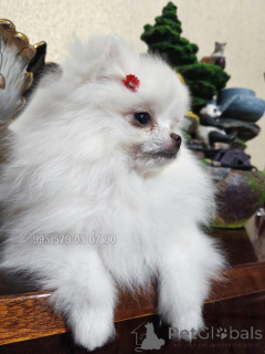 Foto №3. Welpen des Schwellenwerts Mini White Pommeranian Spitz.. Georgien