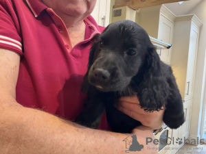 Foto №3. Cocker Spaniel-Welpen, Schwarz. Deutschland