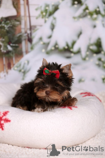 Foto №1. biewer terrier - zum Verkauf in der Stadt Hemsedal | Frei | Ankündigung № 124870