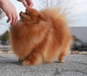 Foto №3. Pomeranian puppy Fci Welpen. Ungarn