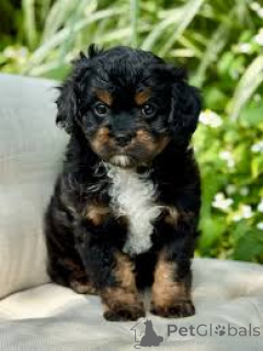 Foto №3. Cavapoo-Welpen zu verkaufen. Großbritannien