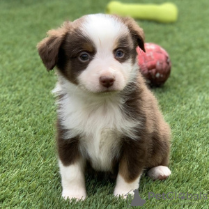 Foto №1. australian shepherd - zum Verkauf in der Stadt Memphis | 615€ | Ankündigung № 50492