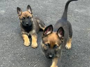 Foto №2 zu Ankündigung № 169383 zu verkaufen belgischer schäferhund - einkaufen Finnland quotient 	ankündigung, züchter