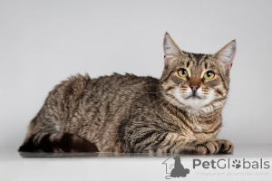 Foto №2 zu Ankündigung № 166044 zu verkaufen  - einkaufen Russische Föderation aus dem tierheim