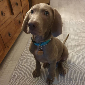 Foto №1. weimaraner - zum Verkauf in der Stadt Warschau | 450€ | Ankündigung № 119268