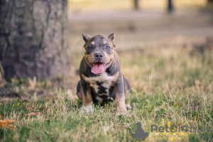 Foto №1. american bully - zum Verkauf in der Stadt Chisinau | 1000€ | Ankündigung № 62655