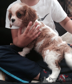 Foto №3. Cavalier King Charles Spaniel Welpen. Belgien