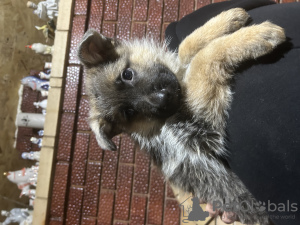 Foto №2 zu Ankündigung № 127826 zu verkaufen deutscher schäferhund - einkaufen Moldawien züchter