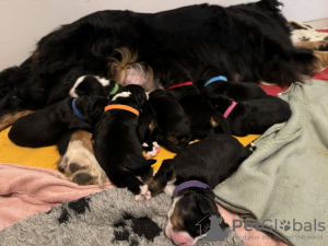 Foto №2 zu Ankündigung № 131462 zu verkaufen berner sennenhund - einkaufen Belgien quotient 	ankündigung, züchter