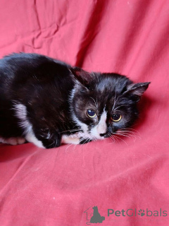 Foto №3. Zwei kleine Kätzchen, ein Junge und ein Mädchen, suchen ein Zuhause. Russische Föderation