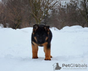 Foto №3. Das Reservat ist geöffnet. Deutscher schäferhund welpen. FCI.. Ukraine