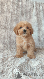 Foto №1. maltipu - zum Verkauf in der Stadt Helsinki | Frei | Ankündigung № 160296