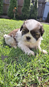 Foto №2 zu Ankündigung № 139536 zu verkaufen lhasa apso, pekingese, shih tzu - einkaufen Litauen quotient 	ankündigung, vom kindergarten, züchter