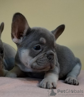 Foto №3. Französische Bulldogge. Serbien