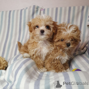 Foto №3. Zwergpudel zur Adoption. Deutschland