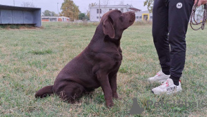 Zusätzliche Fotos: Labrador, bereit zur Paarung