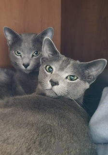 Foto №3. Reinrassige Russian Blues erwarten am 10.2024 Babys. Aserbaidschan