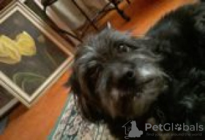 Foto №2 zu Ankündigung № 128631 zu verkaufen airedale terrier - einkaufen Finnland züchter