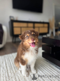 Foto №3. Australian Shepherd-Welpen bereit zur Abholung Handeln Sie schnell. Niederlande