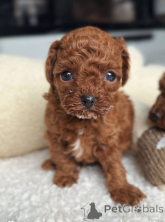 Foto №3. Urocze szczenięta pudla do adopcji. Polen