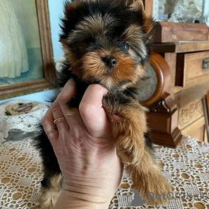 Foto №2 zu Ankündigung № 158729 zu verkaufen yorkshire terrier - einkaufen Deutschland quotient 	ankündigung