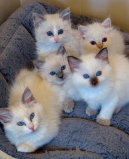 Foto №1. ragdoll-katze - zum Verkauf in der Stadt London | Frei | Ankündigung № 140119