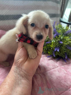 Foto №1. dackel - zum Verkauf in der Stadt Krakau | verhandelt | Ankündigung № 163176