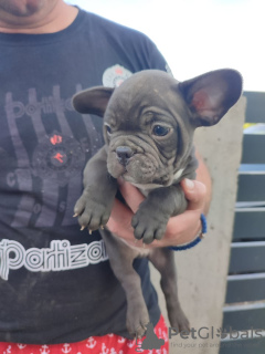 Foto №2 zu Ankündigung № 19385 zu verkaufen französische bulldogge - einkaufen Russische Föderation quotient 	ankündigung