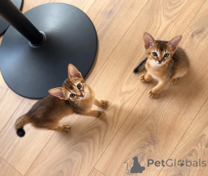 Foto №1. abessinierkatze - zum Verkauf in der Stadt Magdeburg | 350€ | Ankündigung № 177559